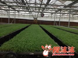 互助 工廠化育苗有效緩解種苗供需矛盾，助力西寧林業(yè)發(fā)展
