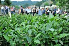 科技賦能 茶香更醇 宜昌工廠化育苗引領(lǐng)茶樹(shù)良種化新篇章