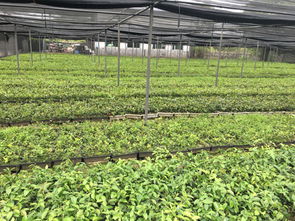 江西分宜 全國(guó)七成高產(chǎn)油茶良種的搖籃，村民年均增收超十萬(wàn)
