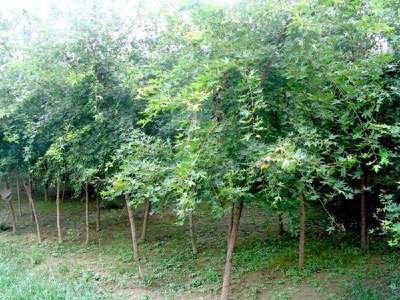 扎根沃土，綠蔭未來 探訪定州君濤林木育苗場