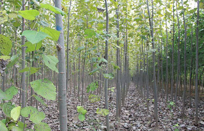深耕地方特色，推動品牌樹種產業化與林木育苗高質量發展