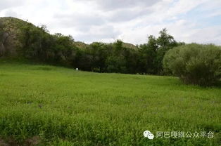 阿巴嘎旗 媒體探訪沙地生態治理成果，育苗造林守護綠色希望