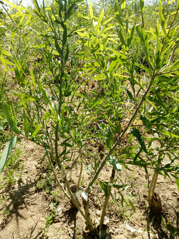 張掖市林木種苗管理站密胡楊嫁接育苗試驗初見成效